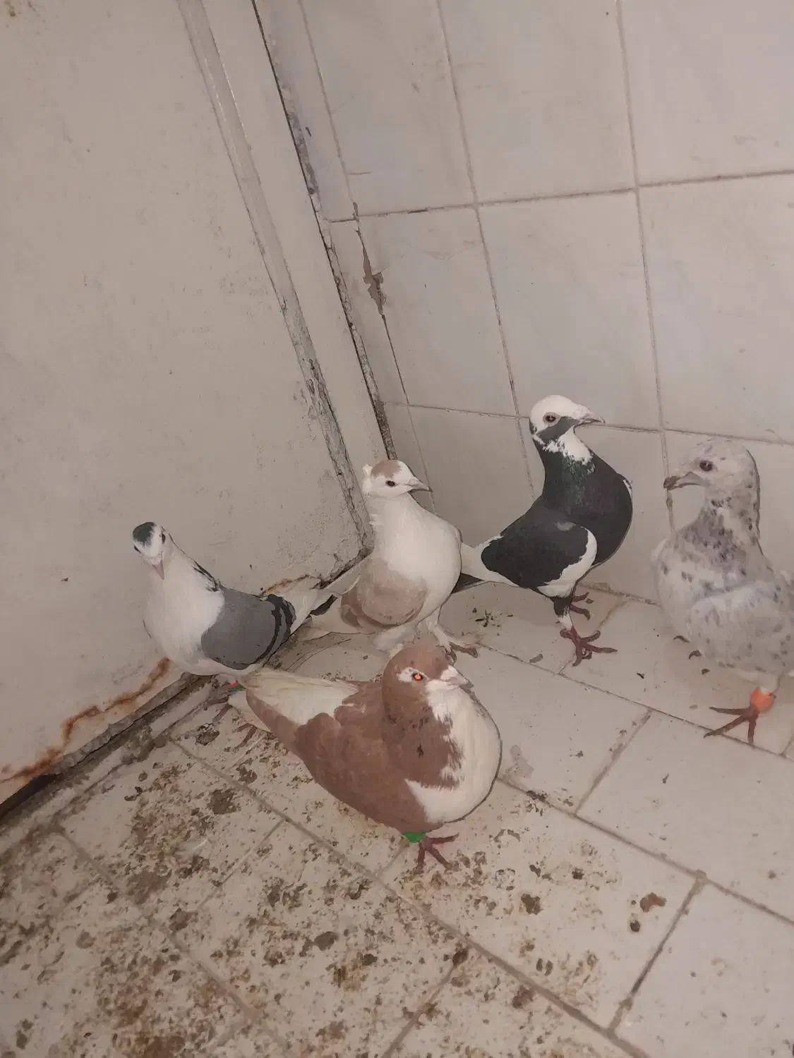 کفتر مفت|حیوانات|تربت‌حیدریه, باغ سلطانی|دیوار