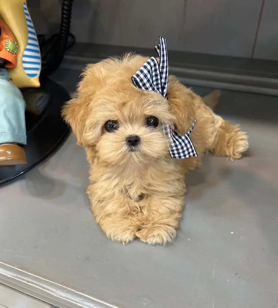 پودل، مالتیز،شیتزو|سگ|ارومیه, |دیوار