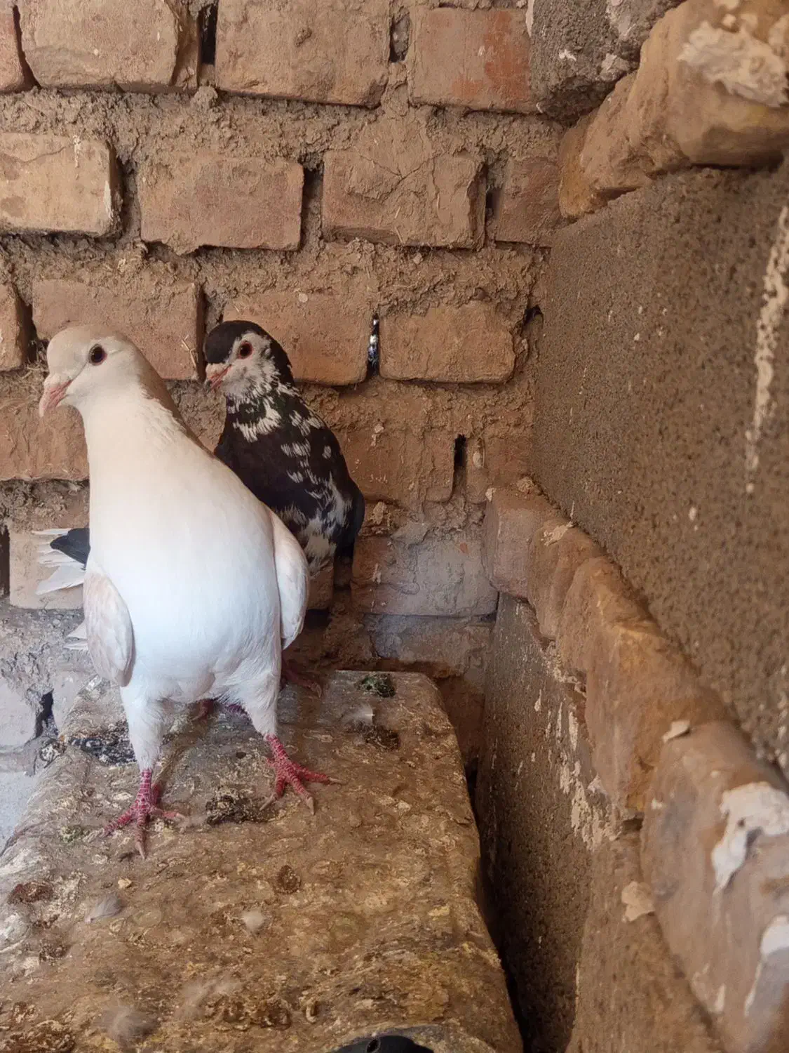 کبوتر|پرنده|سرایان, |دیوار