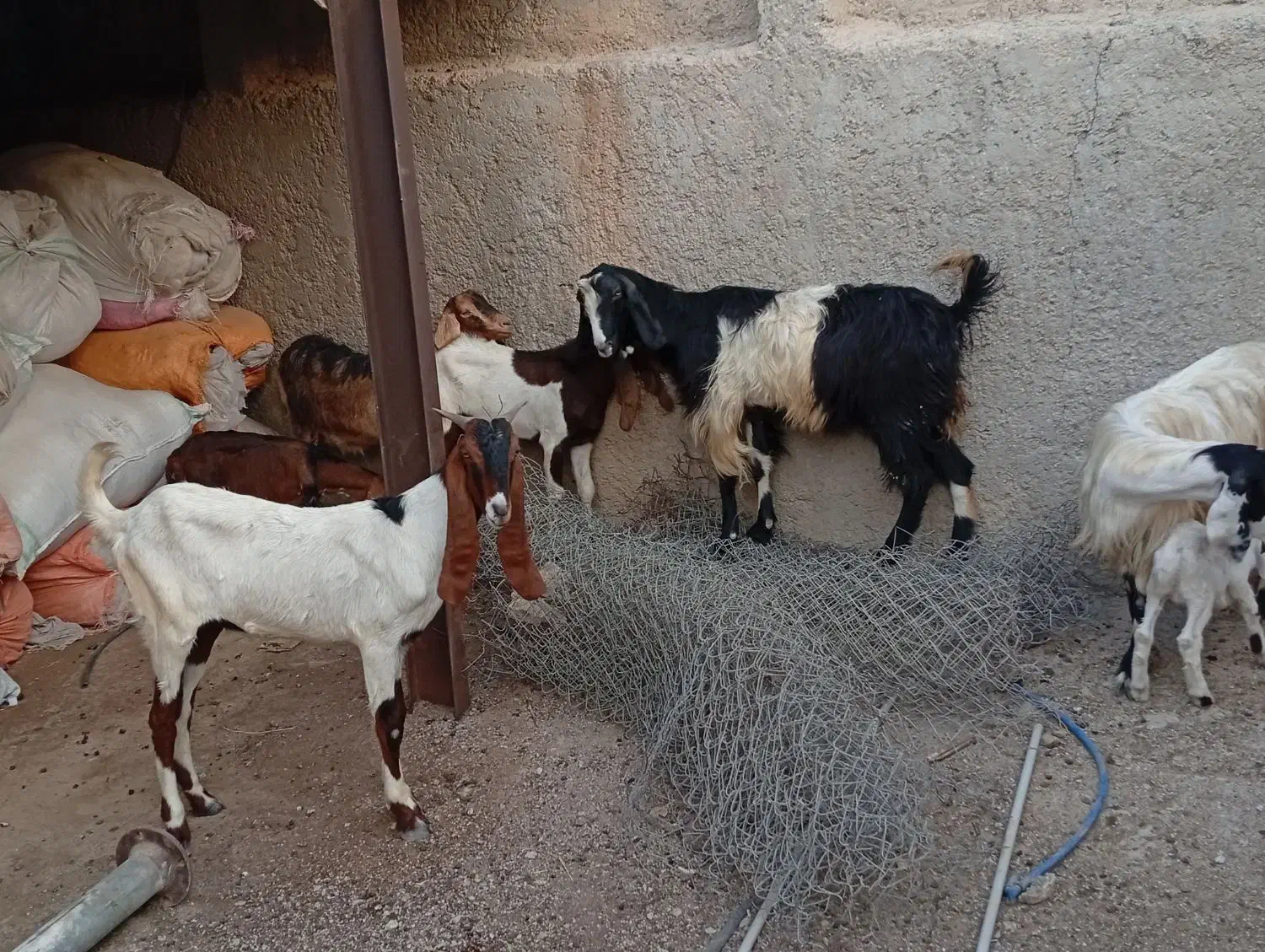 بز دوقلوزا|حیوانات مزرعه|برازجان, |دیوار