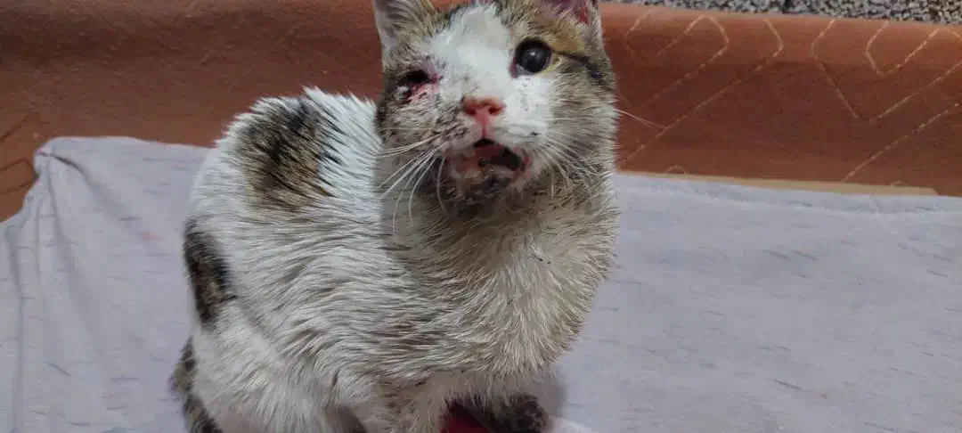 گمشده|حیوانات|قم, شهید رجایی|دیوار