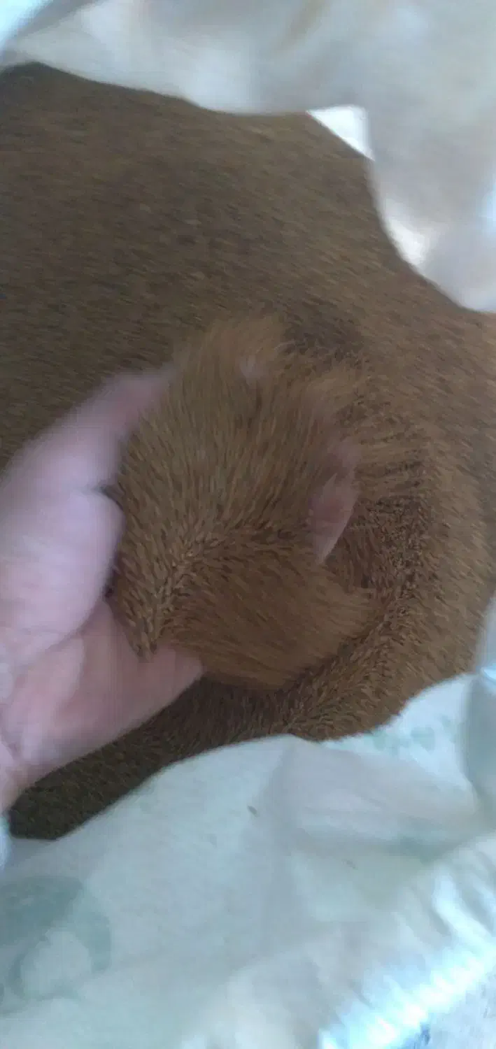 بذر یونجه پایه بلند|عمدهفروشی|لالجین, |دیوار