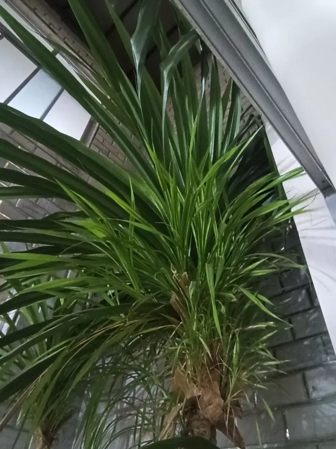 گل پاندانوس|گل و گیاه طبیعی|شاهینشهر, دهخدا|دیوار