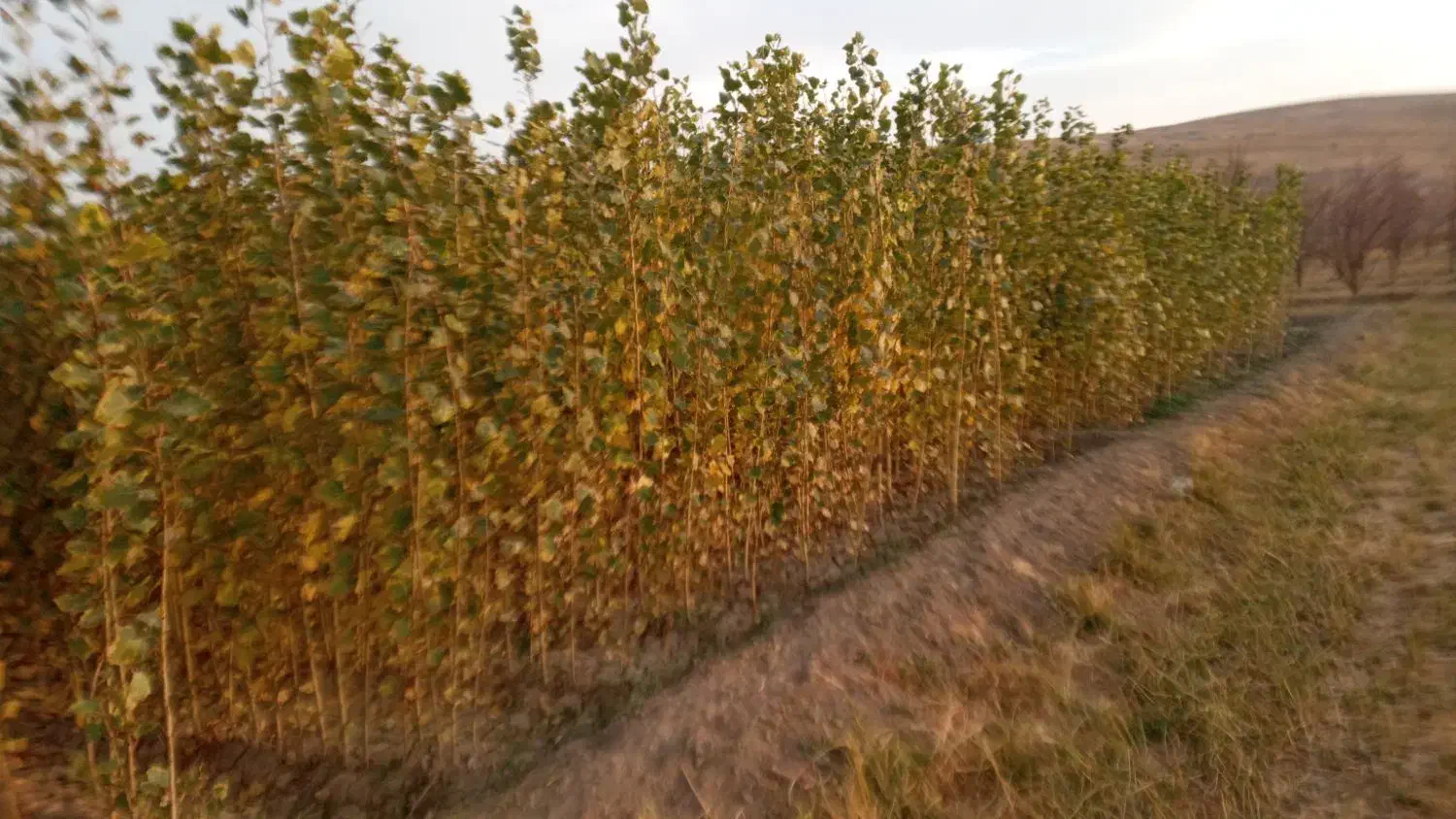 نهال صنوبر نیگرا ترکیه ارسال به تمام نقاط کشور|خدمات باغبانی و درختکاری|فیروزآباد (آذربایجان), |دیوار