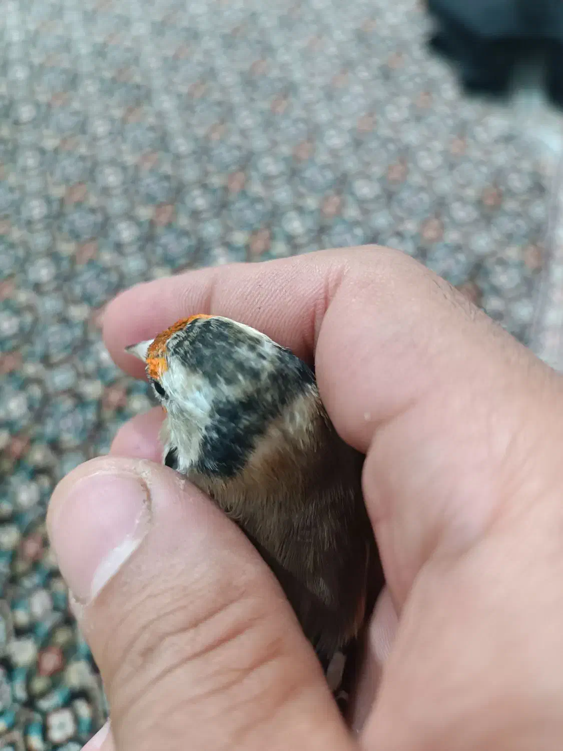 سهره دورگ پلاک پا.قناری.مرغ عشق.فنج|پرنده|شیراز, گل سرخ|دیوار