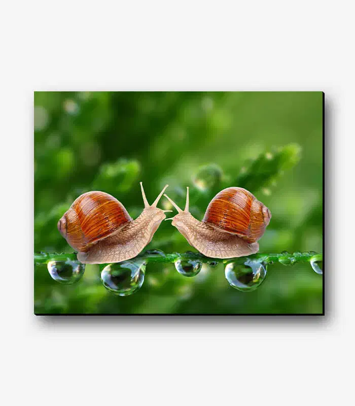 فروش حلزون کوچک|خزنده|کرمان, |دیوار