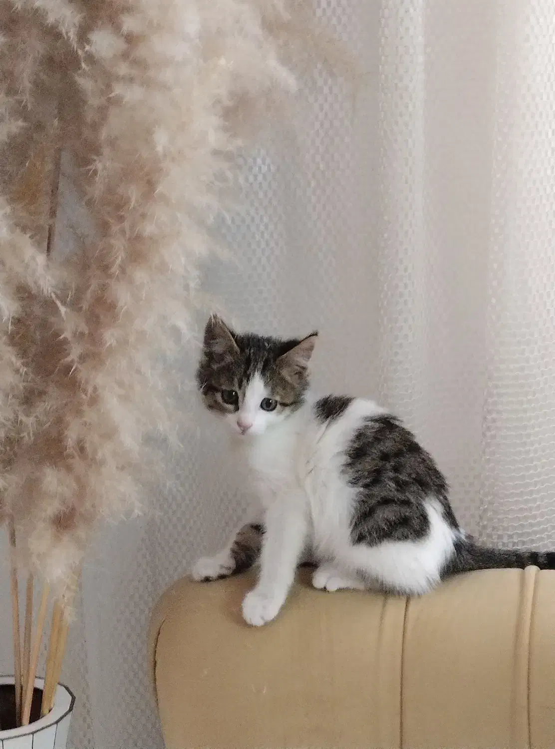 واگذاری گربه دوماهه سالم و شیطون|گربه|گلبهار, شهر جدید گلبهار|دیوار