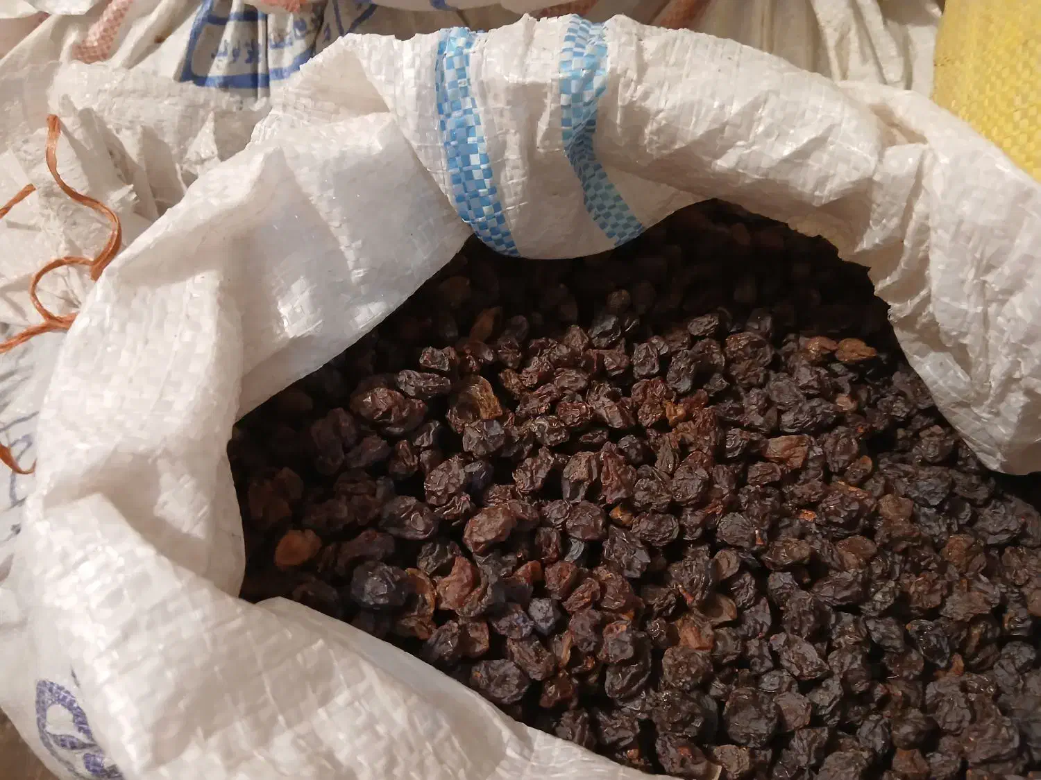 مویز بش دشمن زیاری|خوردنی و آشامیدنی|شیراز, فرگاز|دیوار