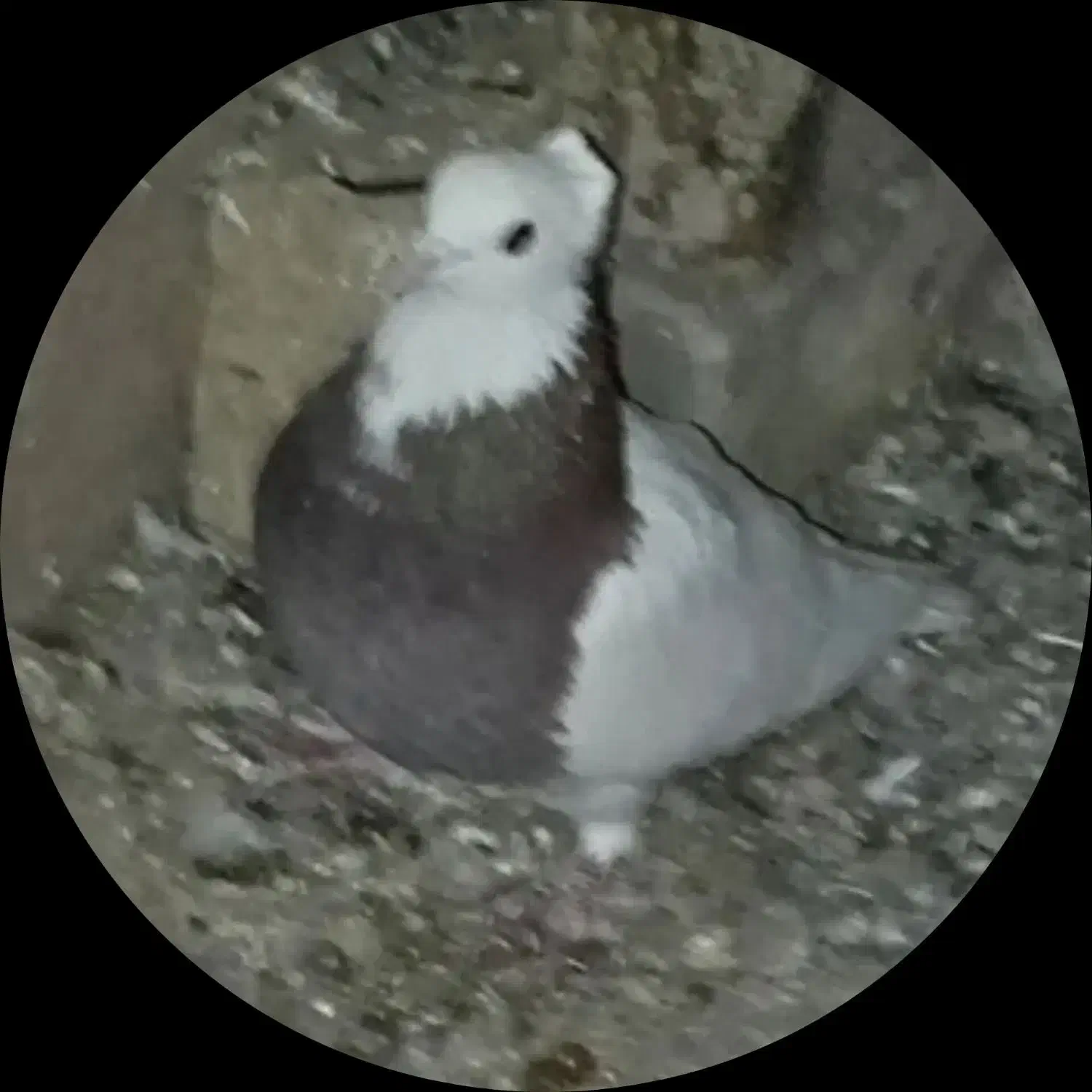 کفتر طوقی|پرنده|جوین, |دیوار