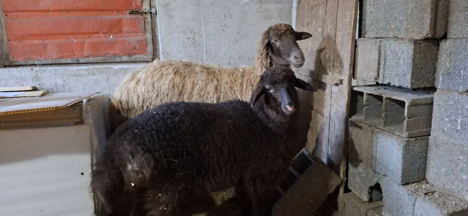 گوسفند با بره|حیوانات مزرعه|چمستان, |دیوار