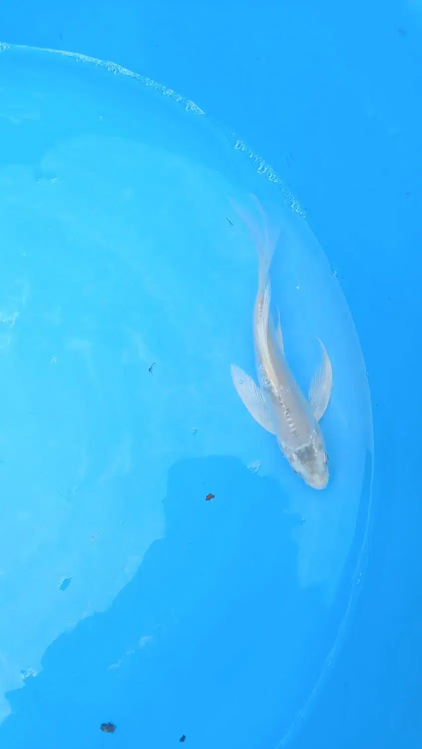 پخش بچه مآهی کُوی یال دار تک رنگ در ایران|ماهی|خمینیشهر, |دیوار