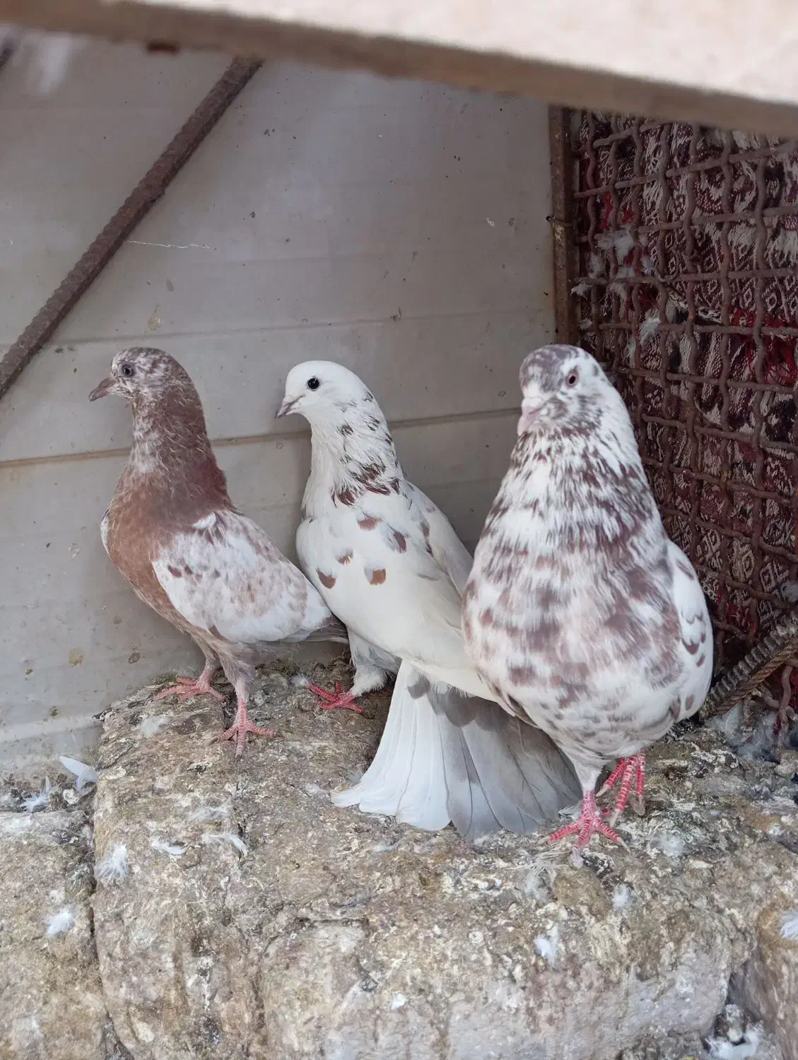 کفتر|پرنده|بم, |دیوار