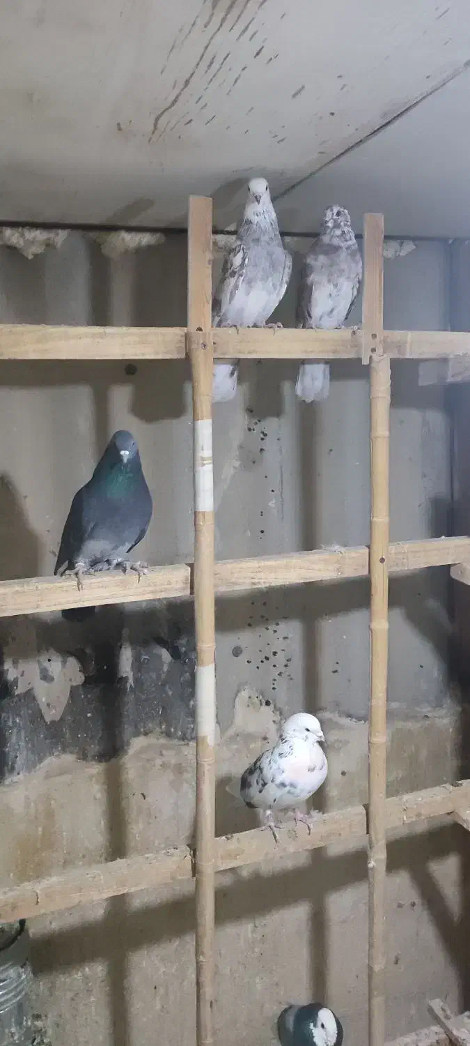 12عدد کبوتر یکجا دونه 150|پرنده|محلات, |دیوار