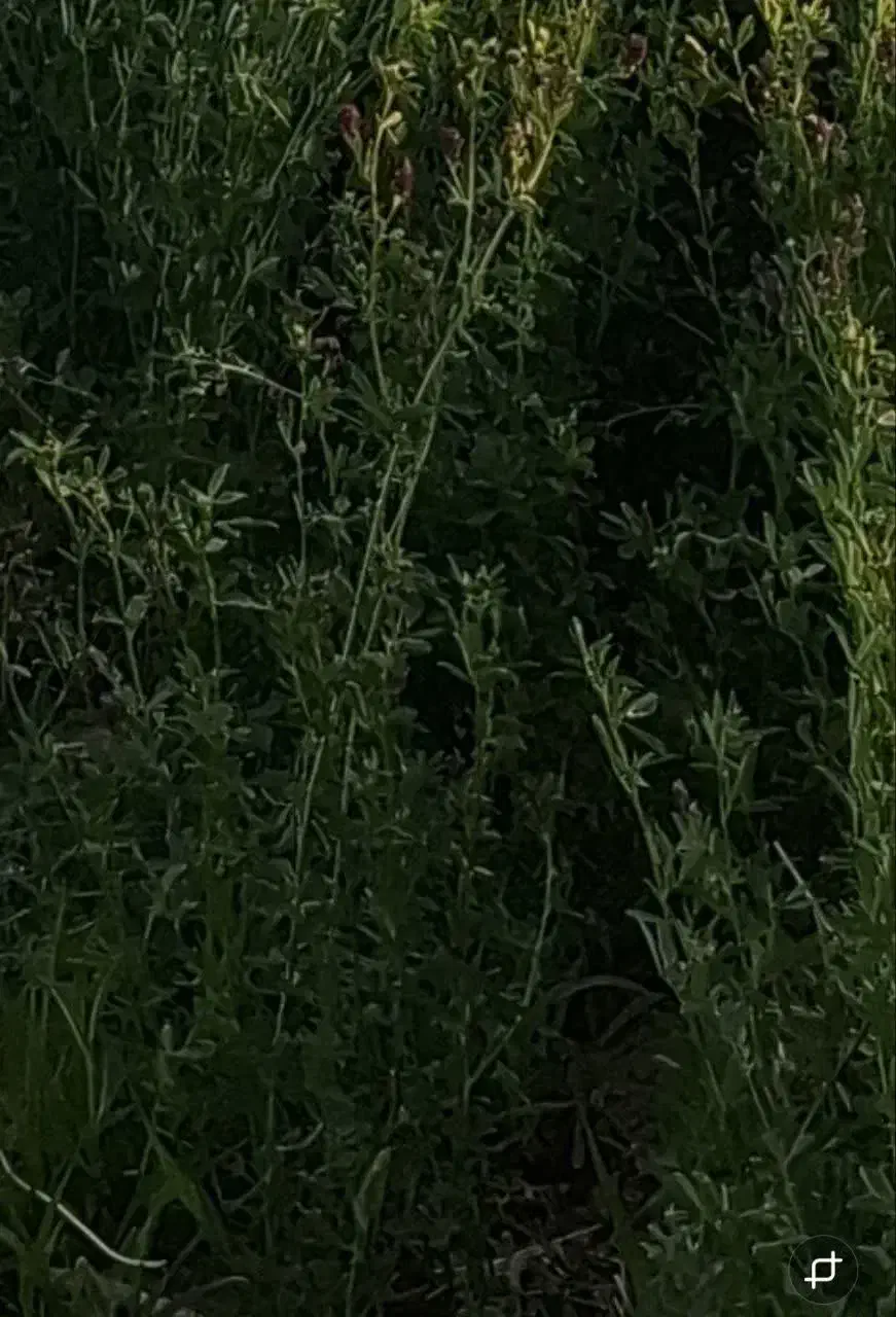 بذر یونجه همدانی ۴ چین|گل و گیاه طبیعی|قم, صفائیه|دیوار