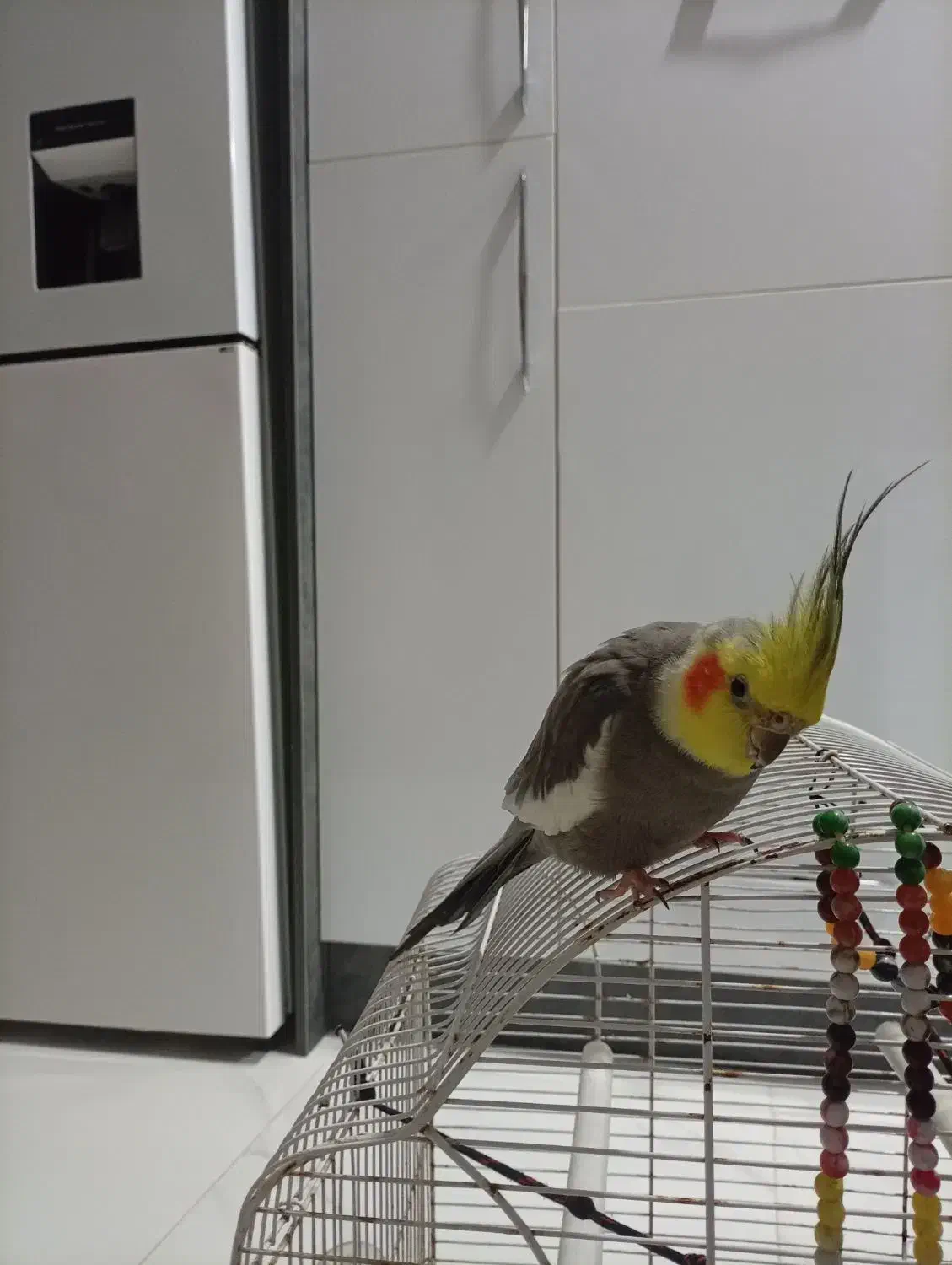 طوطی عروس|پرنده|لشت نشا, |دیوار