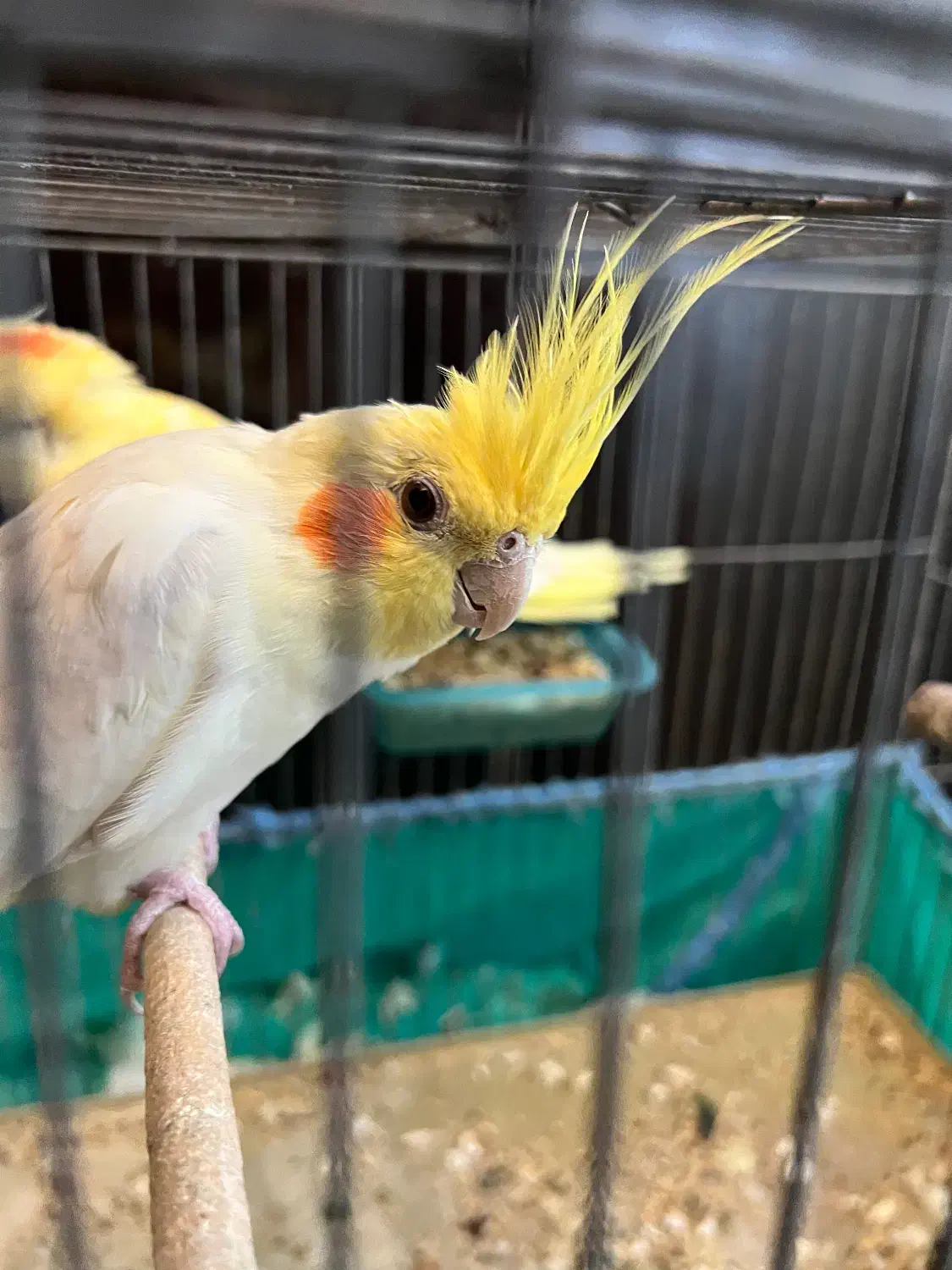 طوطی عروس هلندی مولد|پرنده|لنگرود, |دیوار