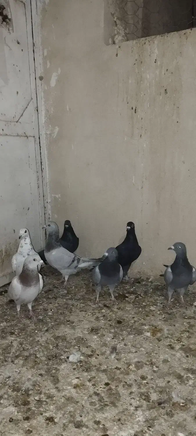 تعدادی جوجه بندی|پرنده|شیراز, کفترک|دیوار