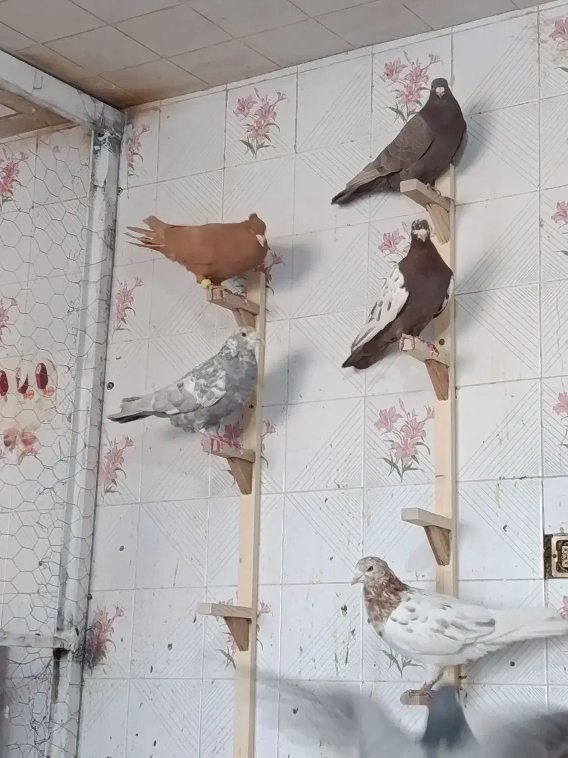 کبوتر|پرنده|شیراز, کوزه گری|دیوار