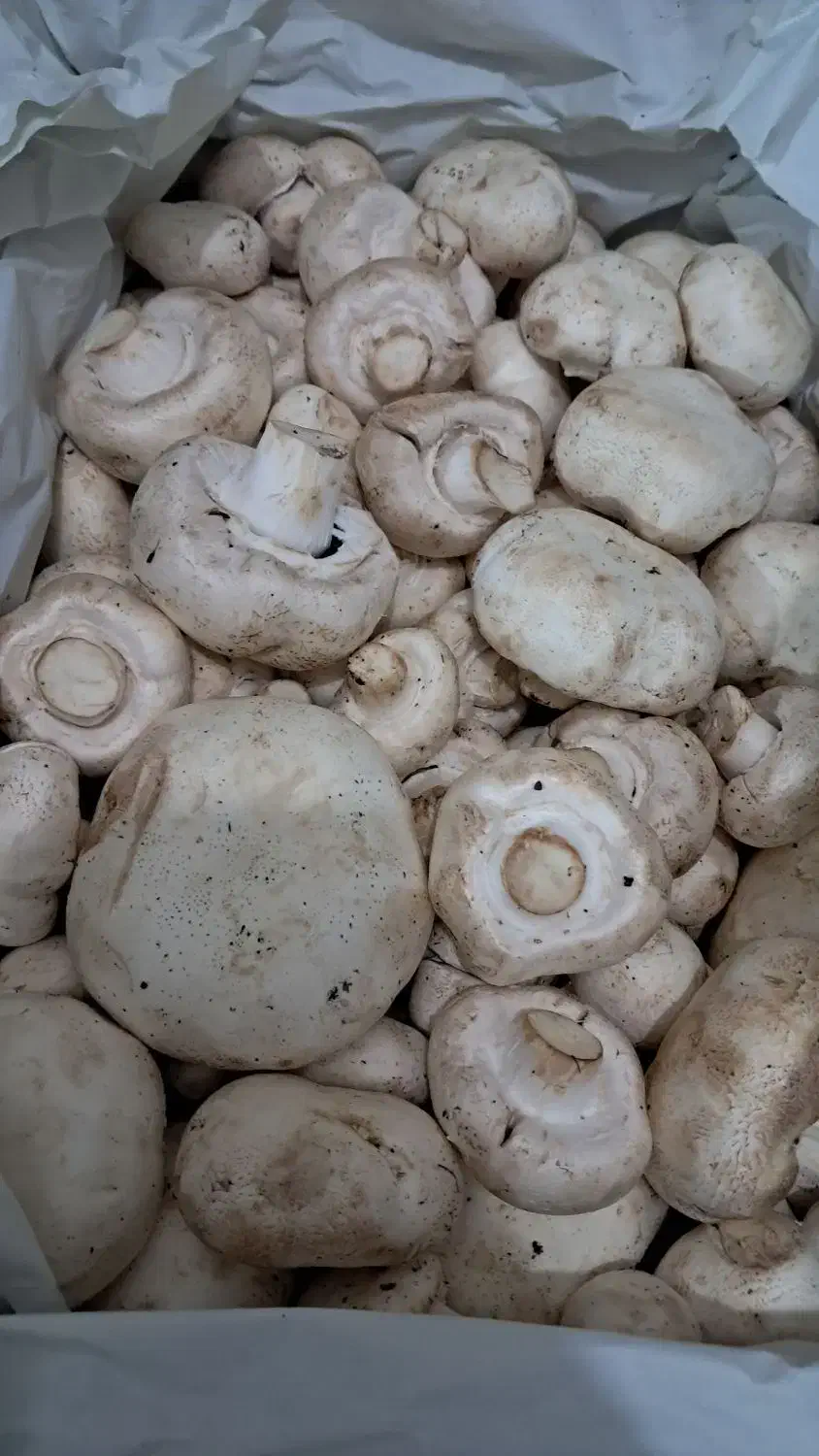 قارچ گلخونه ای|خوردنی و آشامیدنی|قم, کلهری|دیوار