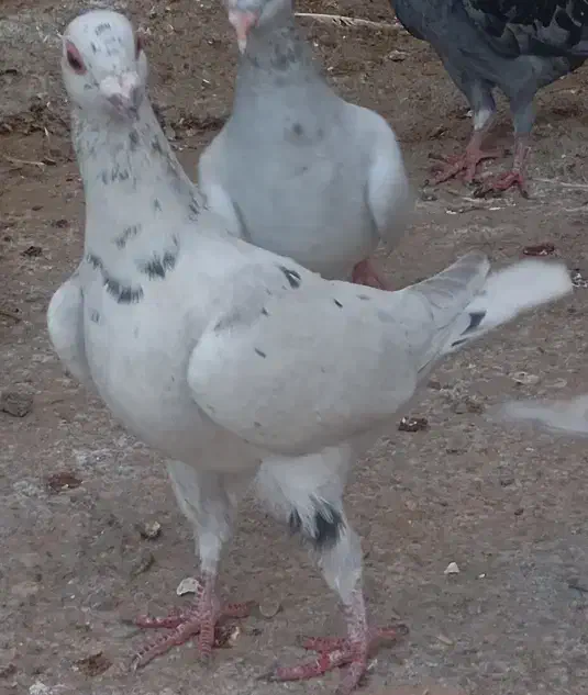 کفتر گوره سینه سفید،شامی،میولمنز،طوق هفترنگ|پرنده|وحدتیه, |دیوار