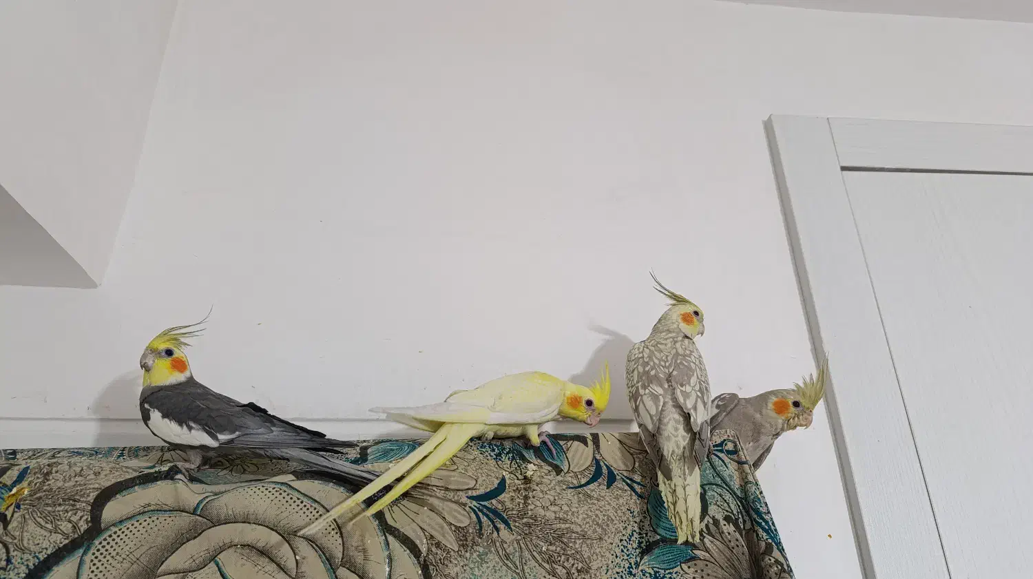 عروس هلندی مولد سخنگو|پرنده|دماوند, مسکن مهر گیلاوند|دیوار