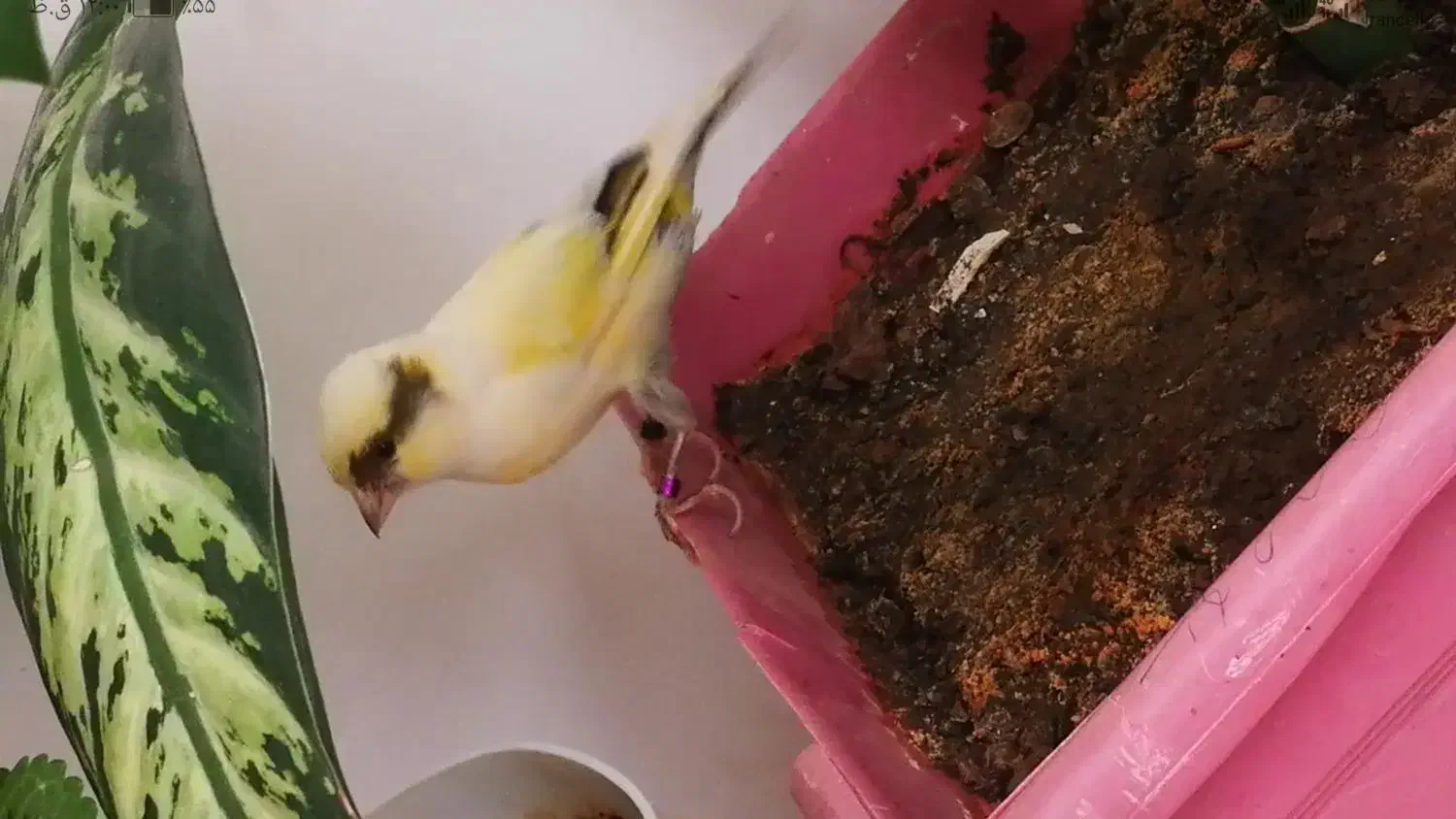 قناری نر خوش صدا خوش رنگ زیبا اهلی معاوضه|پرنده|سیلوانه, |دیوار