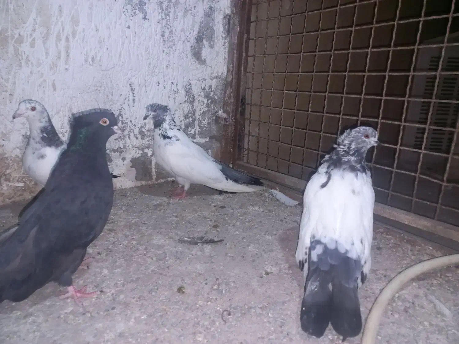 چند عدد کردم سبز بلند کشیده|پرنده|قائمشهر, |دیوار