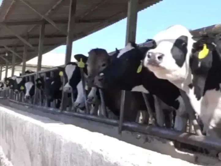 فروش گاوداری۲۰۰راسی صنعتی اردبیل باوام بانکی اماده|فروش دفتر صنعتی، کشاورزی، تجاری|اردبیل, |دیوار