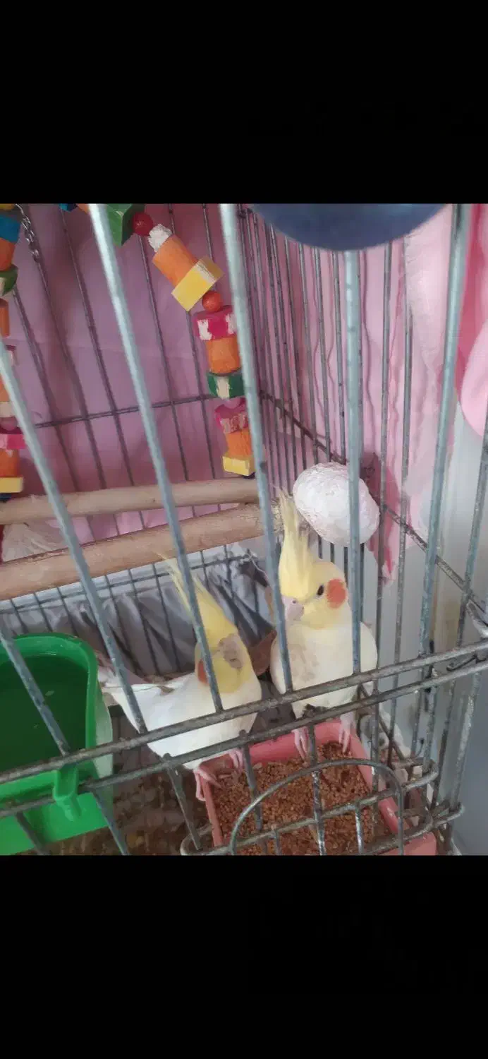 دو جفت عروس هلندی و چهار جوجه|پرنده|تهران, باشگاه نفت|دیوار