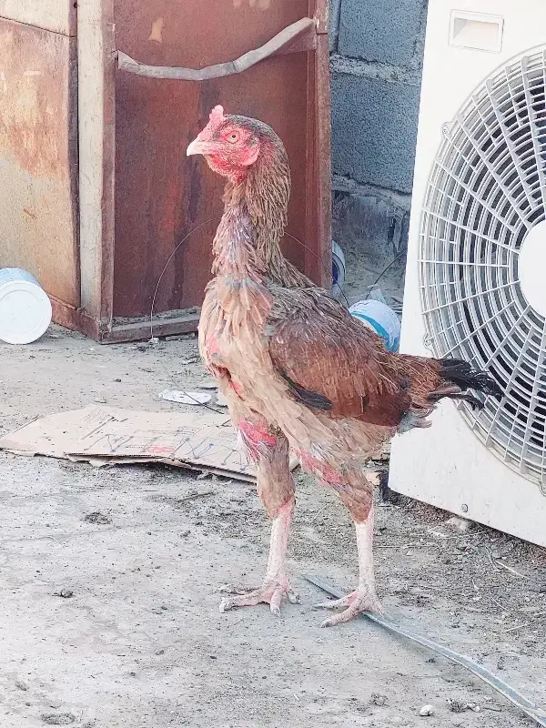 ماده مرغ اصیل و زیبا|حیوانات مزرعه|ایرانشهر, |دیوار