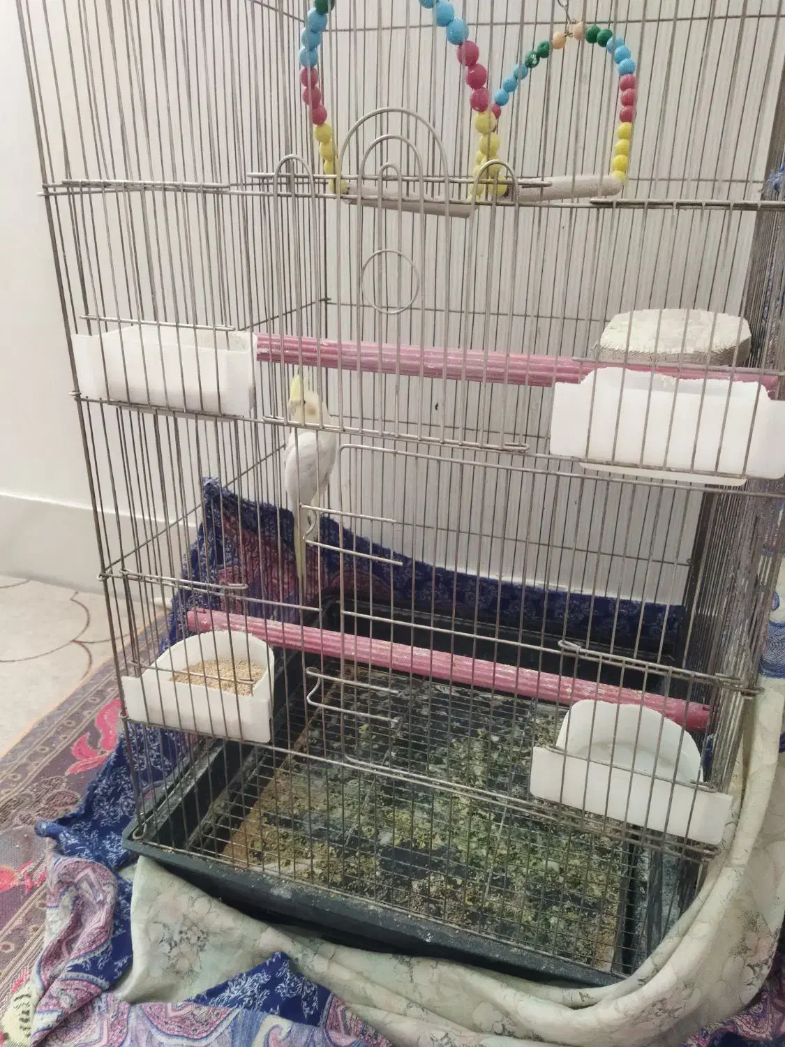 یک عدد عروس هلندی|پرنده|قم, پردیسان|دیوار