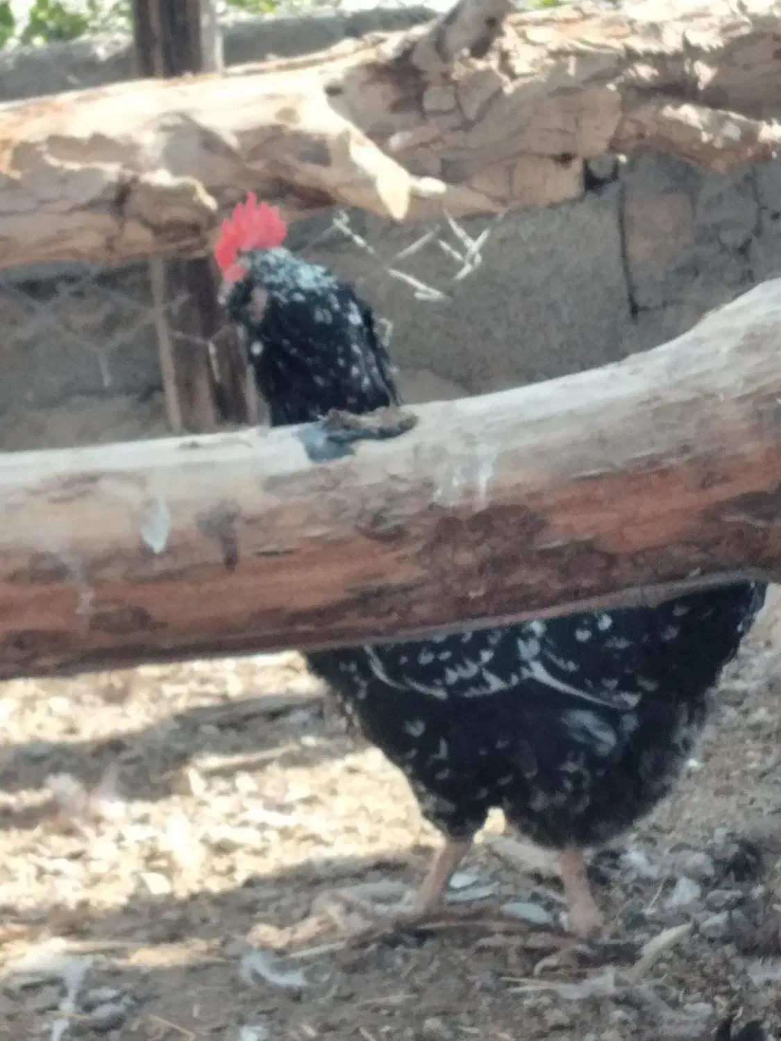 تخم مرغ نطفه دار|حیوانات مزرعه|پاکدشت, پارچین|دیوار