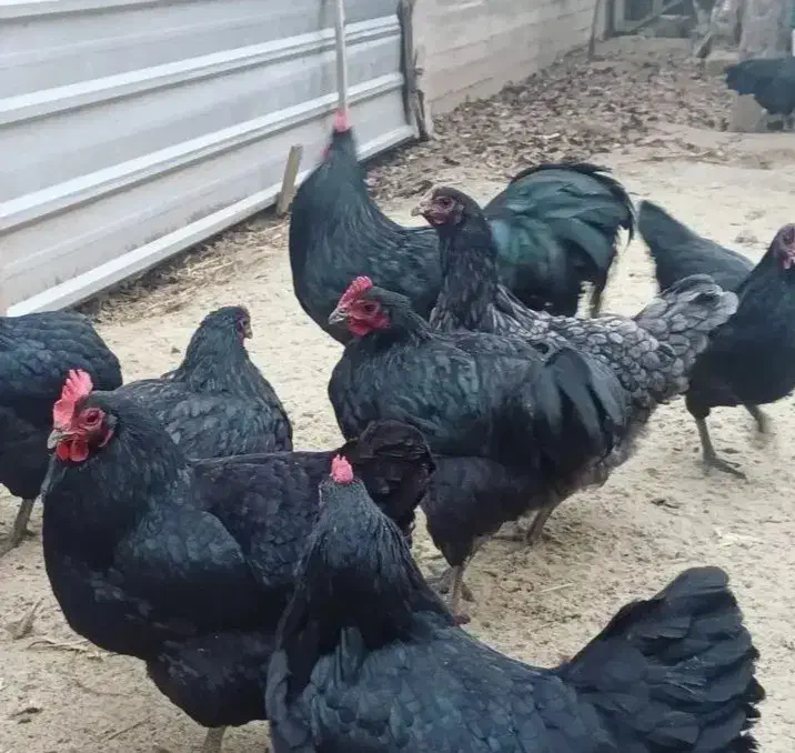 تخم نطفه دار مرندی استراپلوپ وگلین|حیوانات مزرعه|کرج, کوی کارمندان جنوبی|دیوار