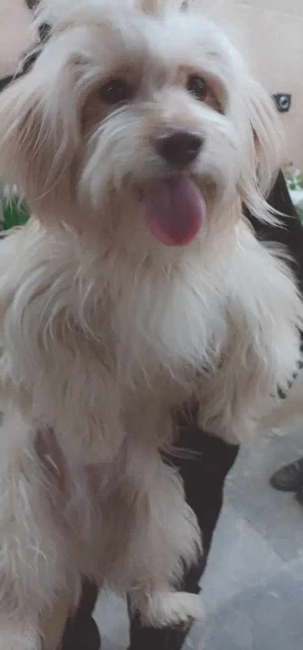 گمشده|حیوانات|شهریار, فرارت|دیوار