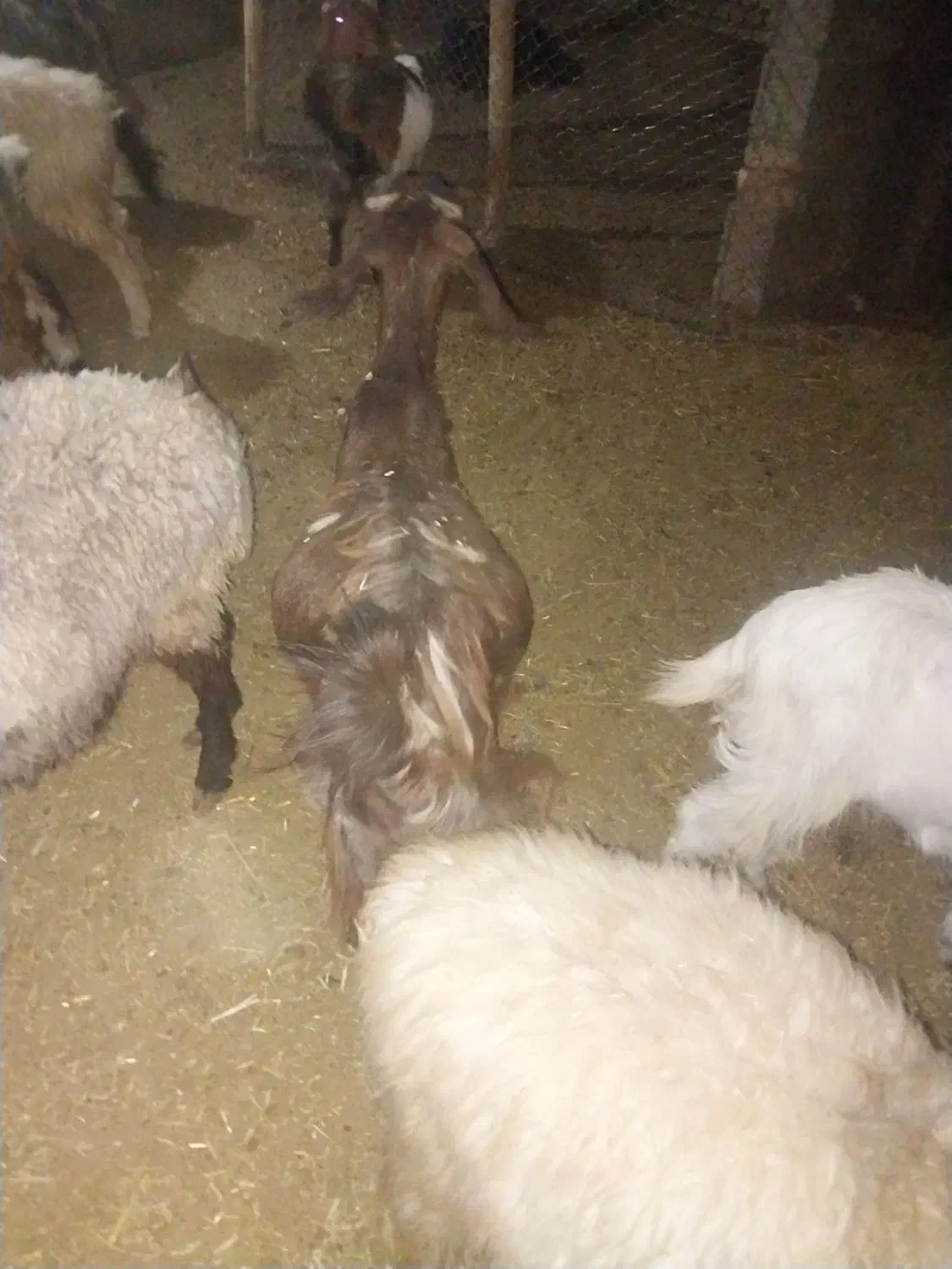 بز وکهره|حیوانات مزرعه|فیروزآباد (فارس), |دیوار