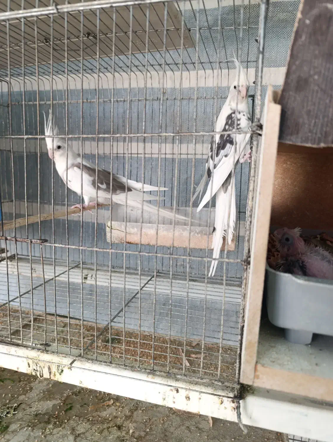 عروس هلندی|پرنده|فسا, |دیوار