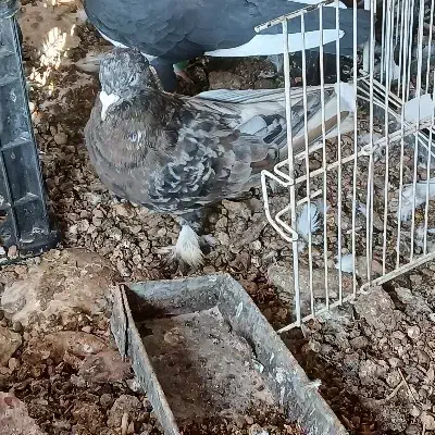 کبوتر|پرنده|لار, |دیوار