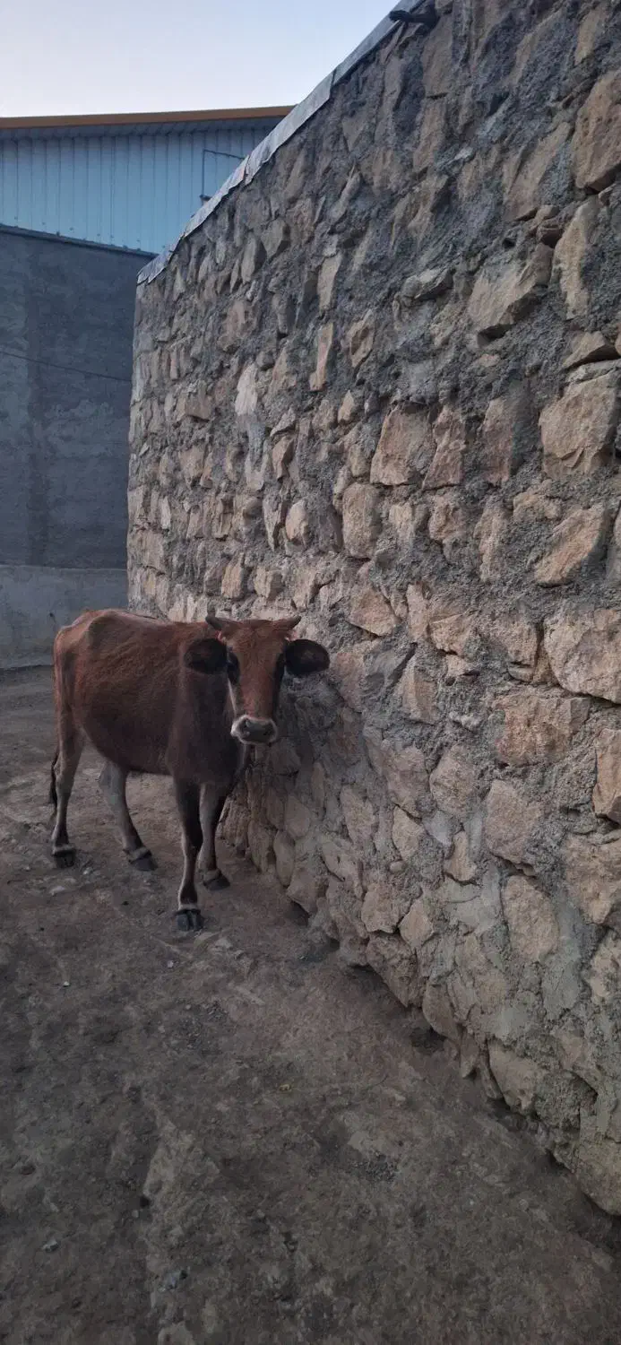 گاو محلی|حیوانات مزرعه|خدا آفرین, |دیوار
