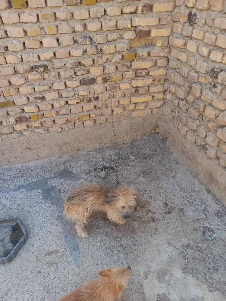 سگ فروشی|سگ|زابل, |دیوار