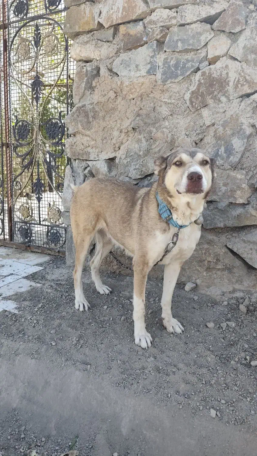 سگ ماده سرابی|سگ|قم, شاه ابراهیم|دیوار