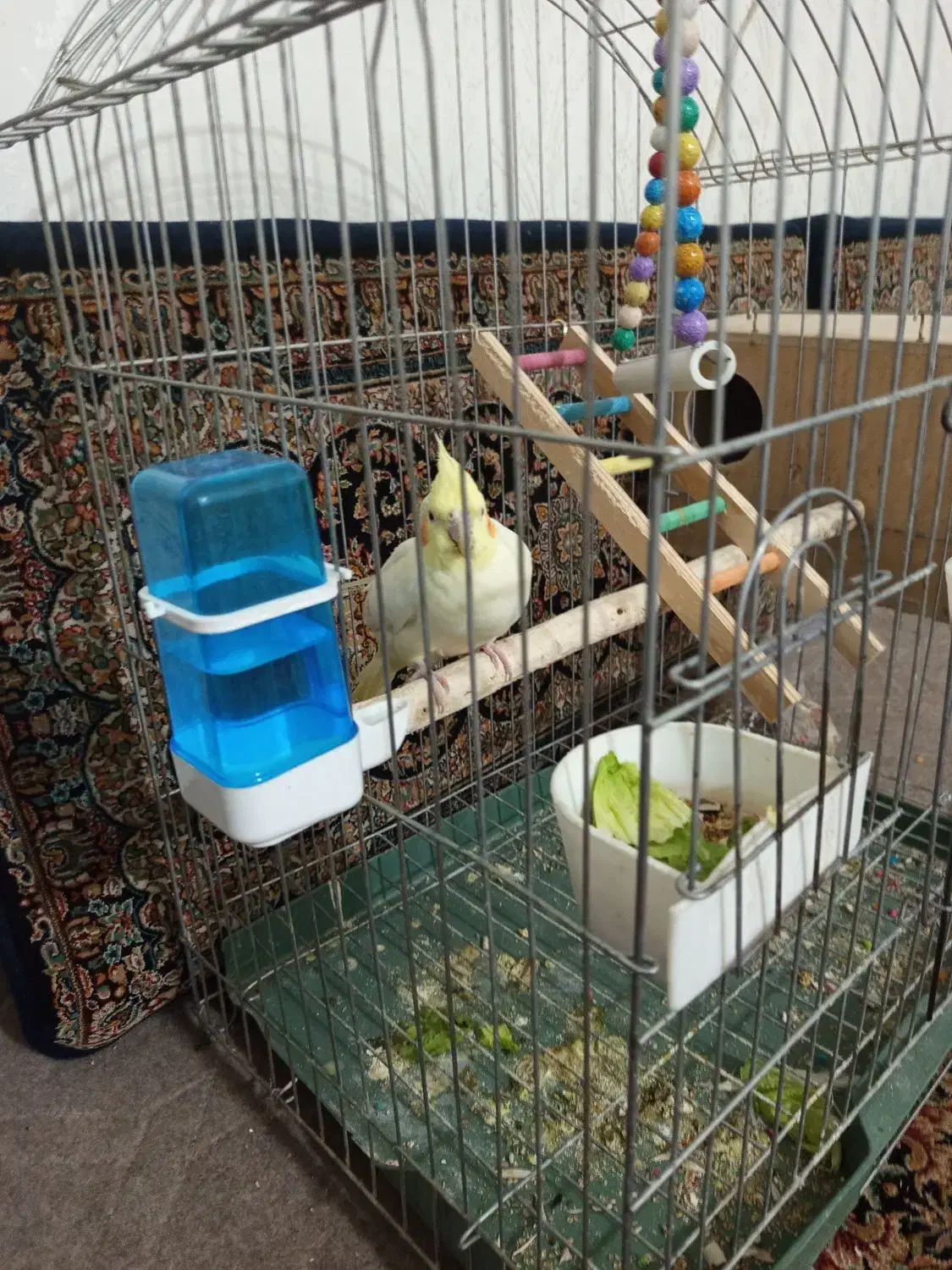 عروس هلندی با تخم|پرنده|ابهر, |دیوار