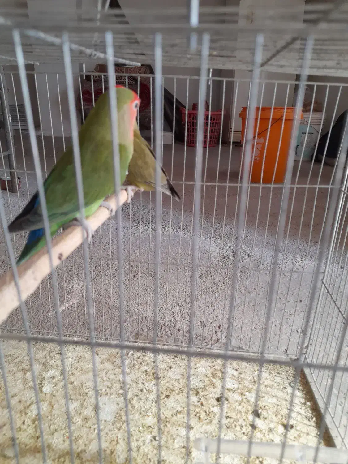 طوطی برزیلی|پرنده|کوزران, |دیوار