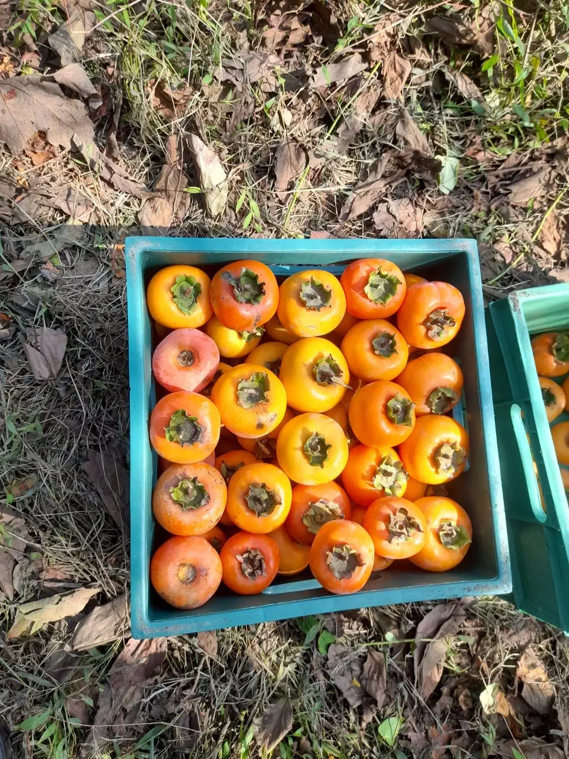 خرمالو|خوردنی و آشامیدنی|رشت, فرزانه|دیوار