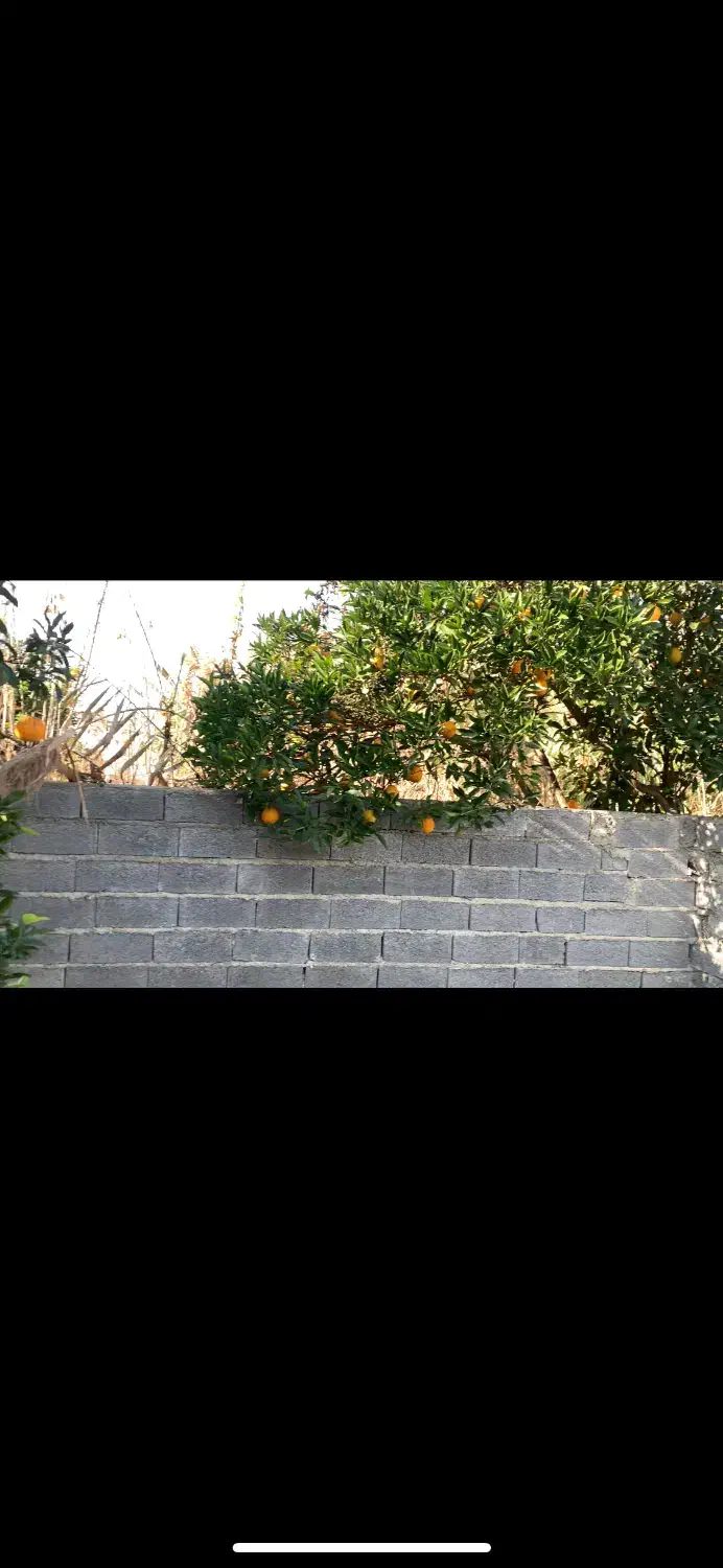 باغ|فروش زمین و ملک کلنگی|آکند, |دیوار