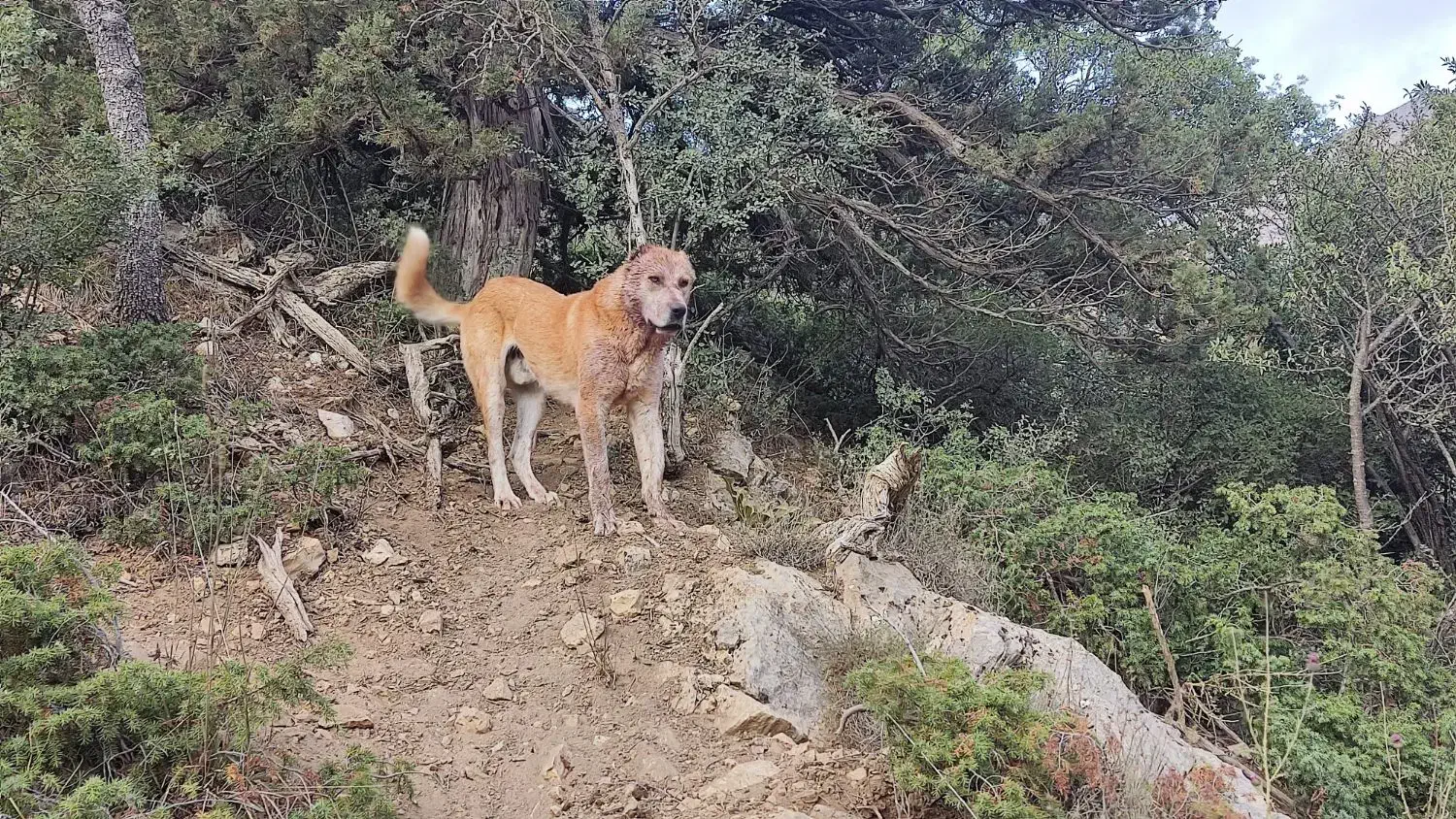 گمشده|حیوانات|آشخانه, |دیوار