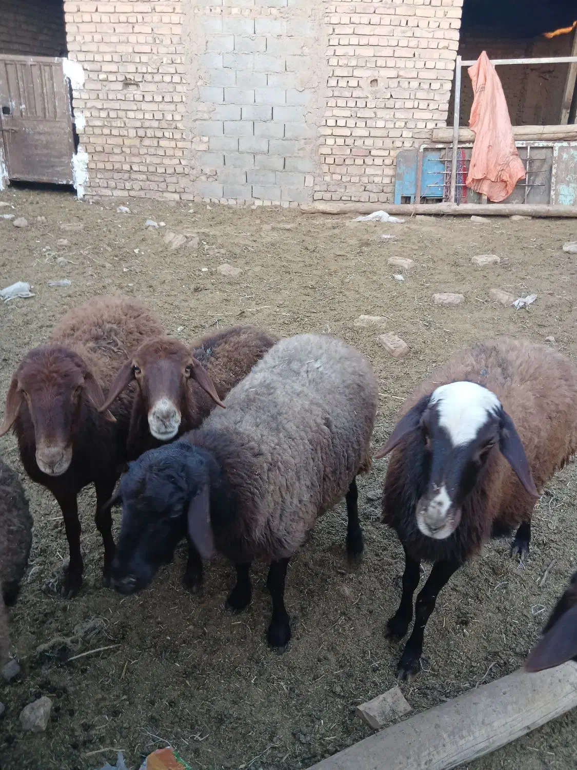 میش آبستن|حیوانات مزرعه|میان جلگه, |دیوار