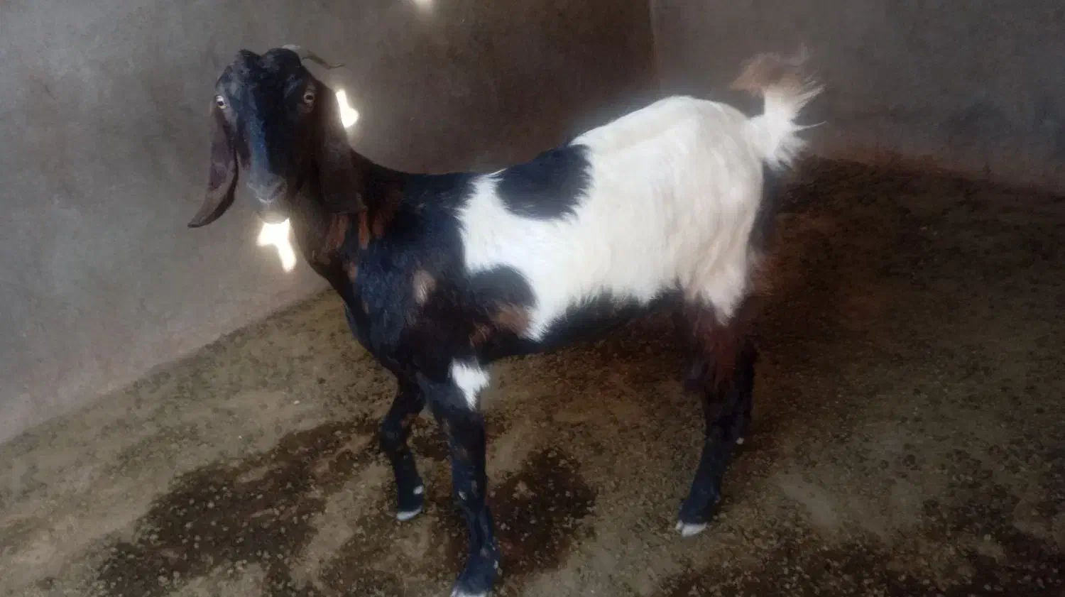 تیشتر بز داشتی|حیوانات مزرعه|سعدآباد, |دیوار