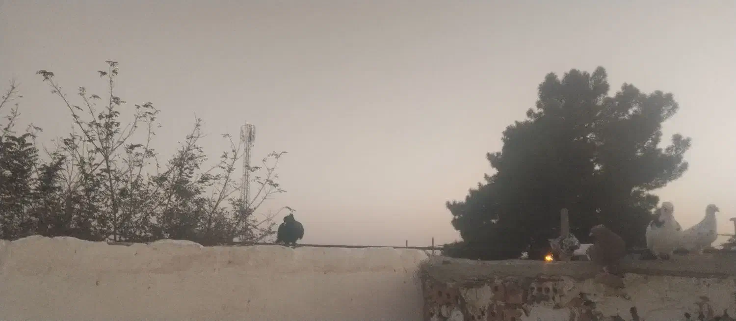 این قره سینه بای خورده هرکه گرفته سید شومیدیم|پرنده|تربت جام, معدآباد|دیوار