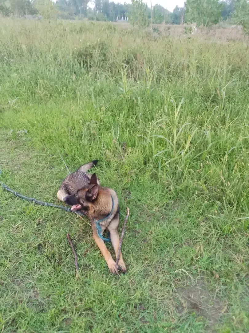 فروش سگ ژرمن شپرد|سگ|رودسر, |دیوار