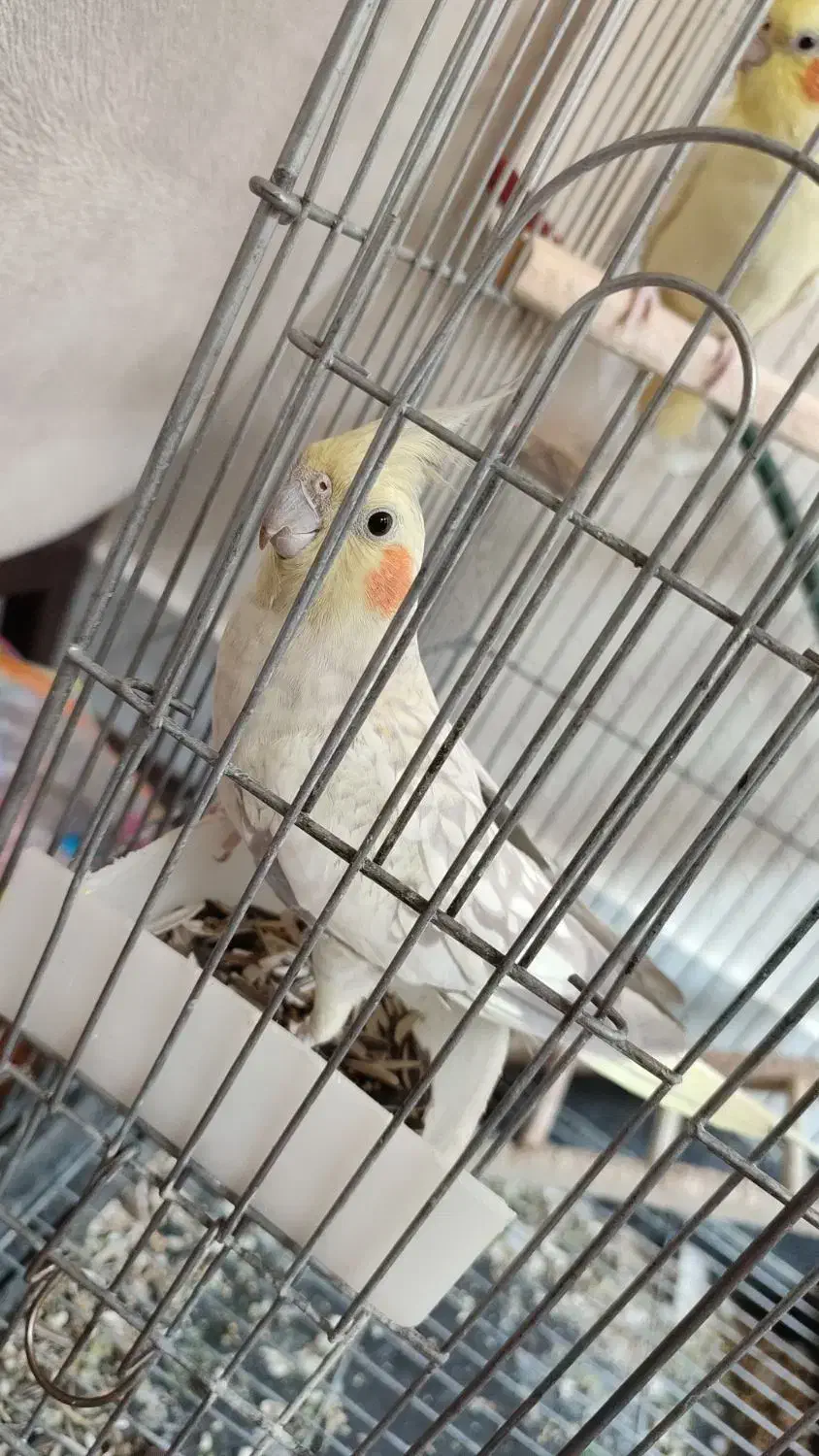 عروس هلندی|پرنده|اصفهان, شهرک کاوه|دیوار